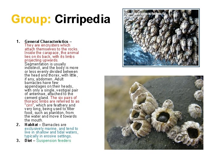 Group: Cirripedia 1. 2. 3. General Characteristics – They are encrusters which attach themselves