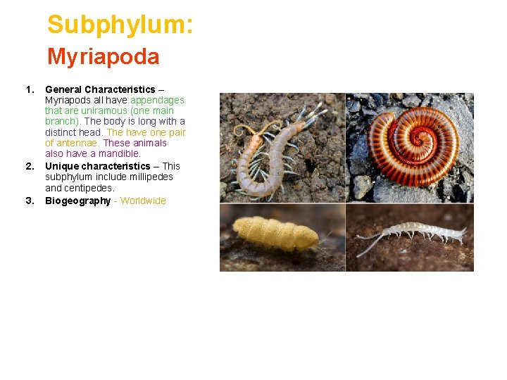 Subphylum: Myriapoda 1. 2. 3. General Characteristics – Myriapods all have appendages that are