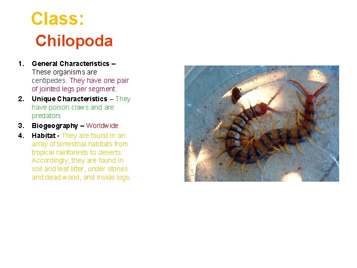 Class: Chilopoda 1. 2. 3. 4. General Characteristics – These organisms are centipedes. They