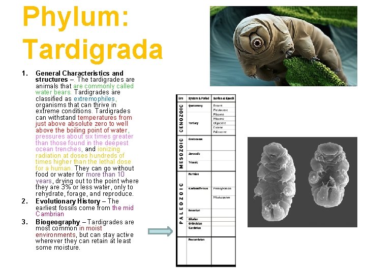 Phylum: Tardigrada 1. 2. 3. General Characteristics and structures –. The tardigrades are animals