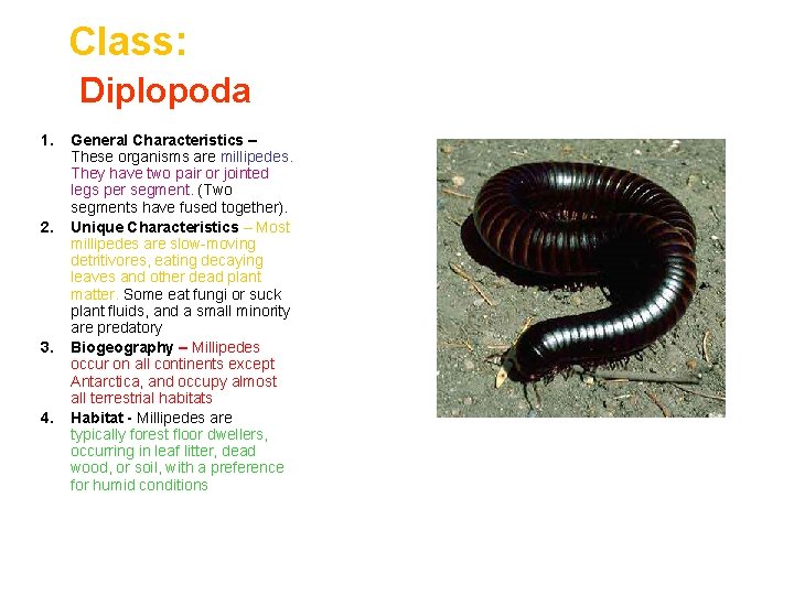 Class: Diplopoda 1. 2. 3. 4. General Characteristics – These organisms are millipedes. They