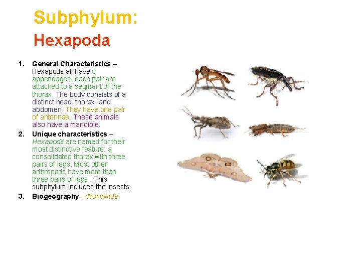 Subphylum: Hexapoda 1. 2. 3. General Characteristics – Hexapods all have 6 appendages, each