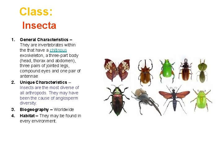 Class: Insecta 1. 2. 3. 4. General Characteristics – They are invertebrates within the