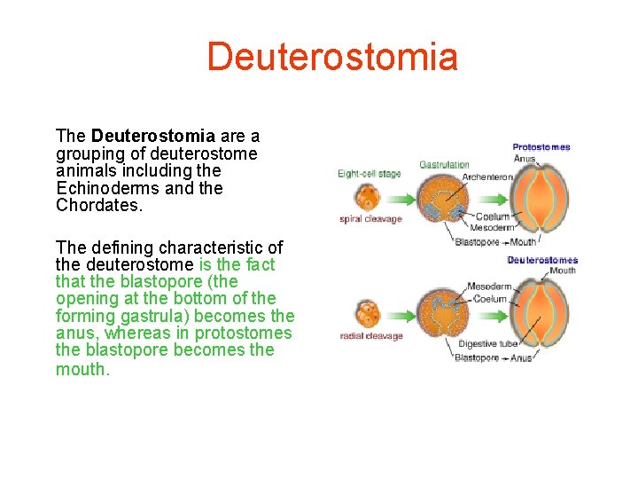 Deuterostomia The Deuterostomia are a grouping of deuterostome animals including the Echinoderms and the