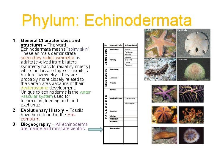 Phylum: Echinodermata 1. General Characteristics and structures – The word Echinodermata means “spiny skin”.