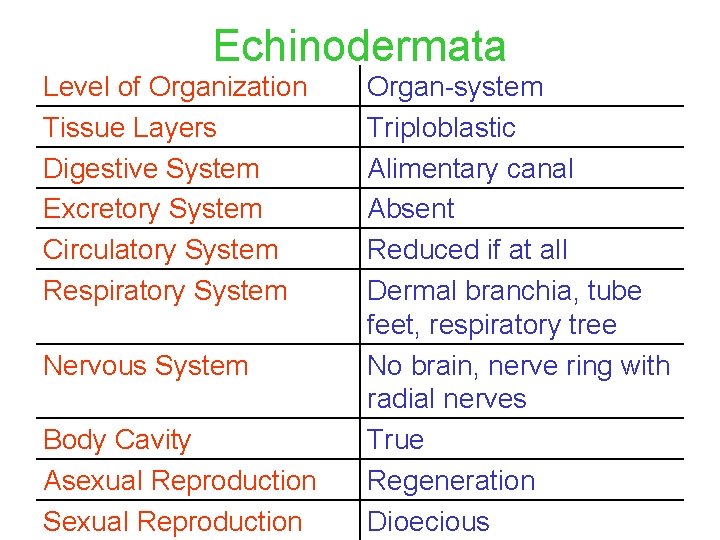 Echinodermata Level of Organization Tissue Layers Digestive System Excretory System Circulatory System Respiratory System