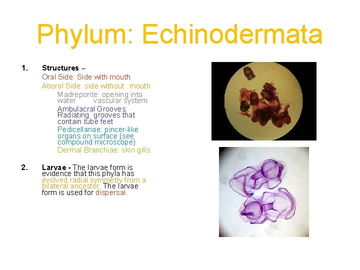 Phylum: Echinodermata 1. Structures – Oral Side: Side with mouth Aboral Side: side without