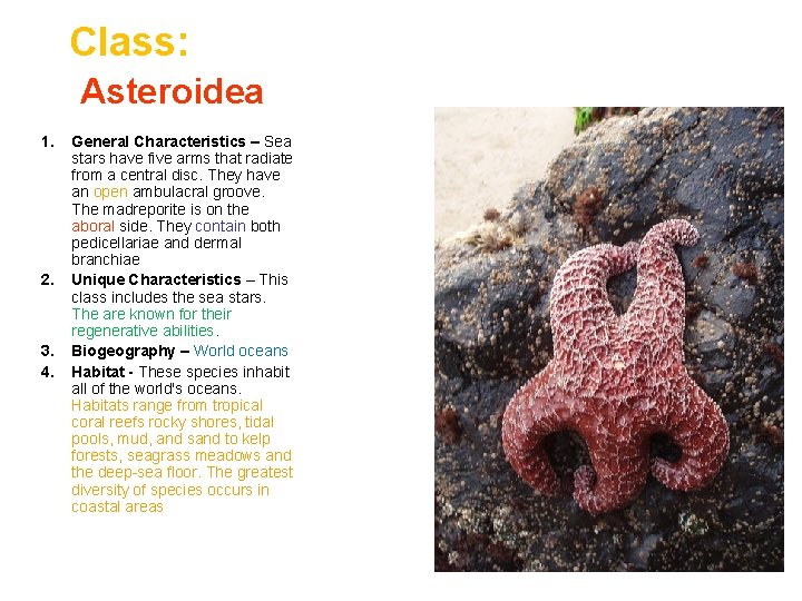 Class: Asteroidea 1. 2. 3. 4. General Characteristics – Sea stars have five arms