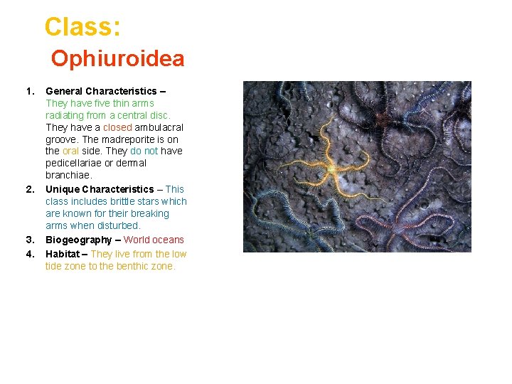 Class: Ophiuroidea 1. 2. 3. 4. General Characteristics – They have five thin arms