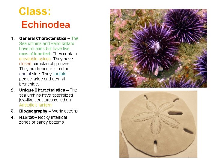 Class: Echinodea 1. 2. 3. 4. General Characteristics – The Sea urchins and Sand