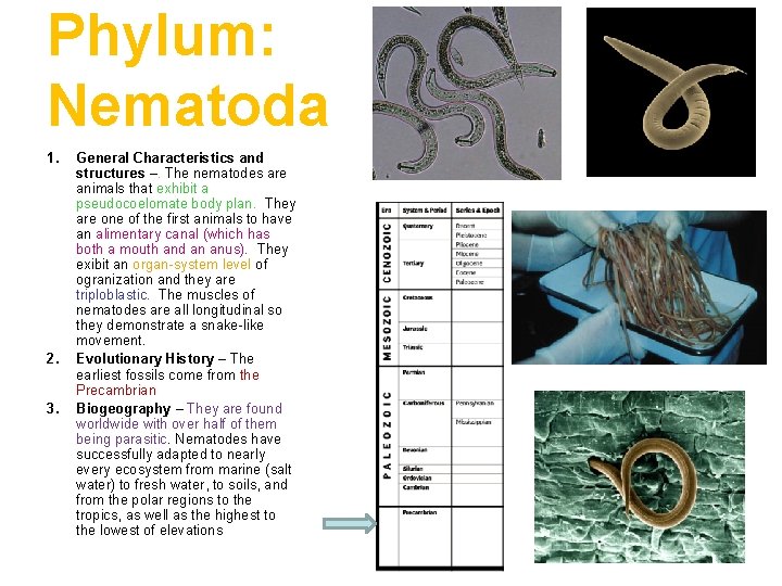 Phylum: Nematoda 1. 2. 3. General Characteristics and structures –. The nematodes are animals