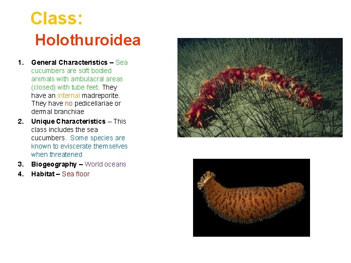Class: Holothuroidea 1. 2. 3. 4. General Characteristics – Sea cucumbers are soft bodied