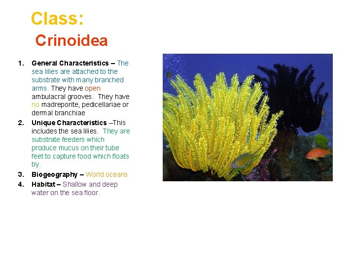 Class: Crinoidea 1. 2. 3. 4. General Characteristics – The sea lilies are attached