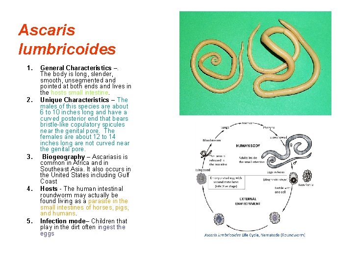 Ascaris lumbricoides 1. 2. 3. 4. 5. General Characteristics –. The body is long,