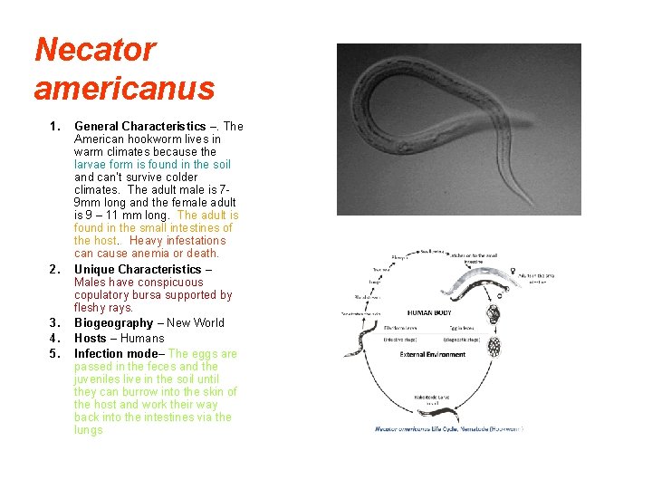 Necator americanus 1. 2. 3. 4. 5. General Characteristics –. The American hookworm lives