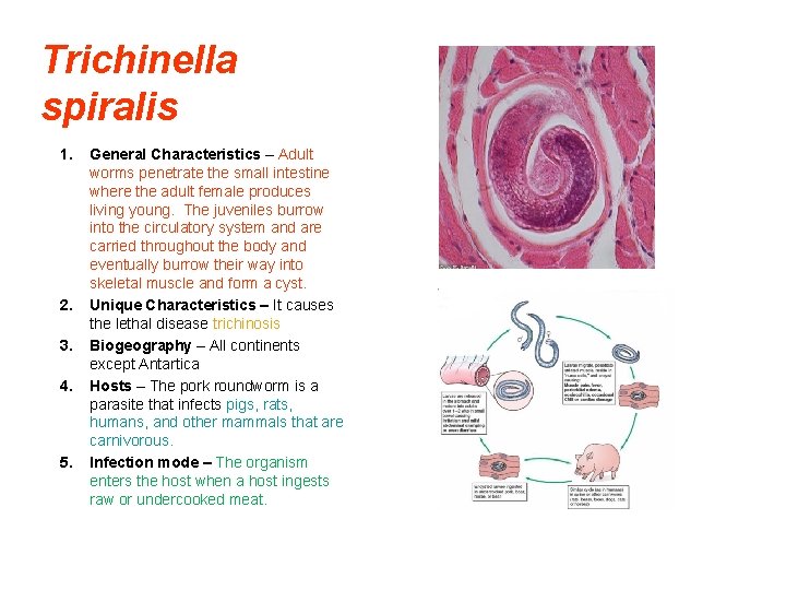 Trichinella spiralis 1. 2. 3. 4. 5. General Characteristics – Adult worms penetrate the