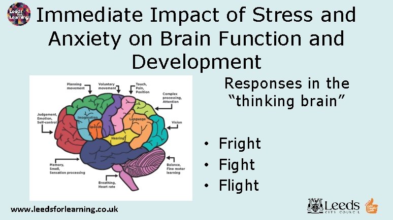 Immediate Impact of Stress and Anxiety on Brain Function and Development Responses in the