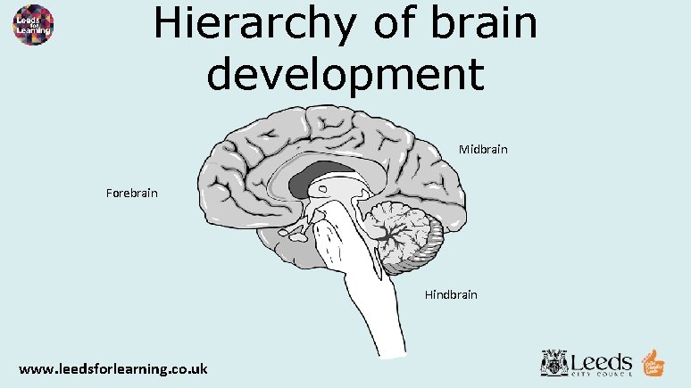 Hierarchy of brain development Midbrain Forebrain Hindbrain www. leedsforlearning. co. uk 