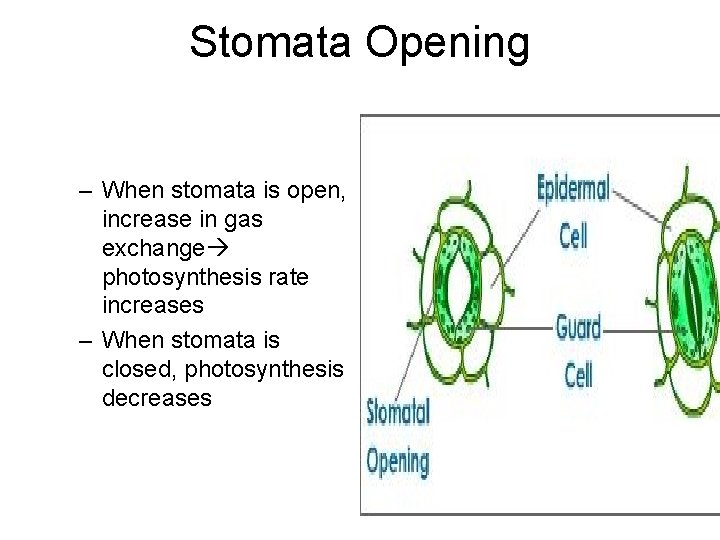 Stomata Opening – When stomata is open, increase in gas exchange photosynthesis rate increases