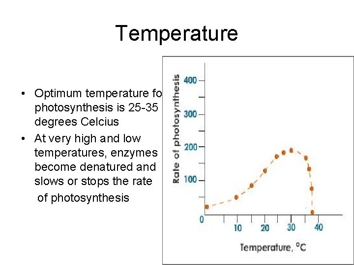 Temperature • Optimum temperature for photosynthesis is 25 -35 degrees Celcius • At very