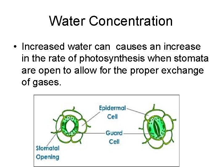 Water Concentration • Increased water can causes an increase in the rate of photosynthesis