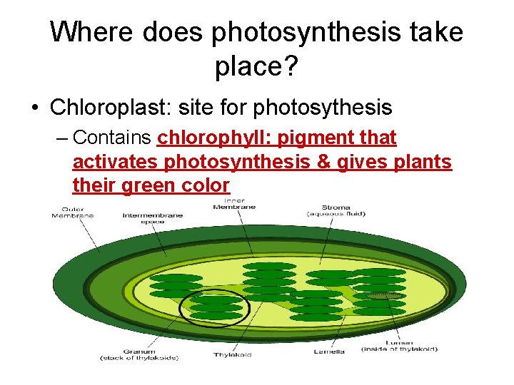 Where does photosynthesis take place? • Chloroplast: site for photosythesis – Contains chlorophyll: pigment