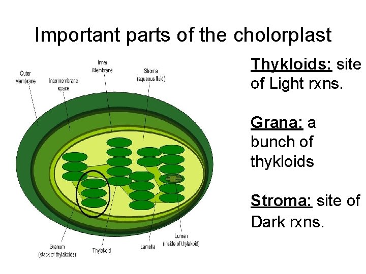 Important parts of the cholorplast Thykloids: site of Light rxns. Grana: a bunch of