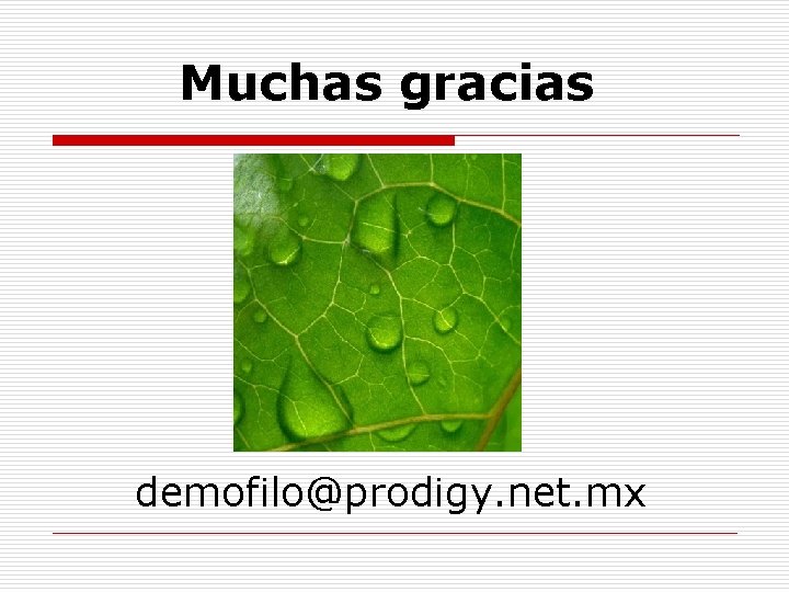 Muchas gracias www. funtener. org demofilo@prodigy. net. mx 