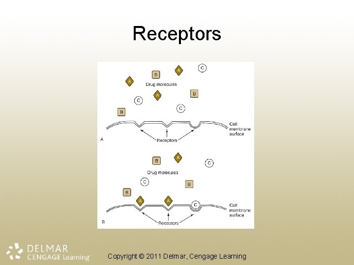 Receptors Copyright © 2011 Delmar, Cengage Learning 