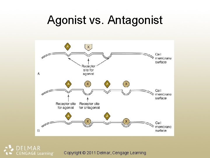 Agonist vs. Antagonist Copyright © 2011 Delmar, Cengage Learning 