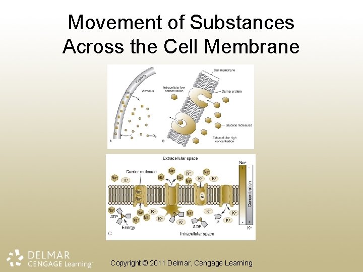 Movement of Substances Across the Cell Membrane Copyright © 2011 Delmar, Cengage Learning 