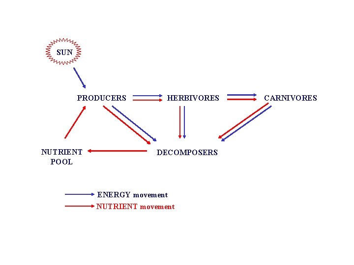 SUN PRODUCERS NUTRIENT POOL HERBIVORES DECOMPOSERS ENERGY movement NUTRIENT movement CARNIVORES 