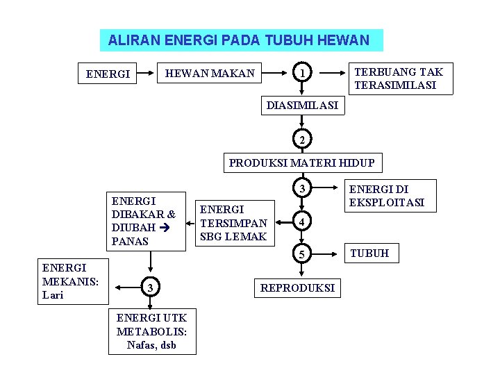 ALIRAN ENERGI PADA TUBUH HEWAN 1 HEWAN MAKAN ENERGI TERBUANG TAK TERASIMILASI DIASIMILASI 2