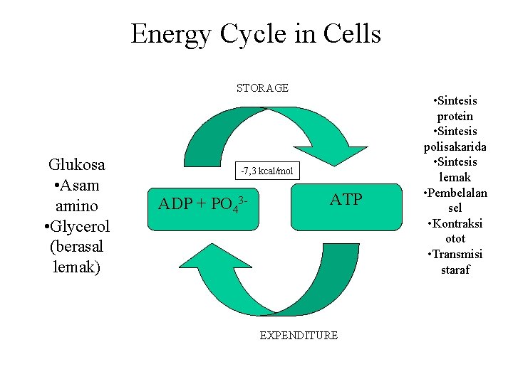 Energy Cycle in Cells STORAGE Glukosa • Asam amino • Glycerol (berasal lemak) -7,