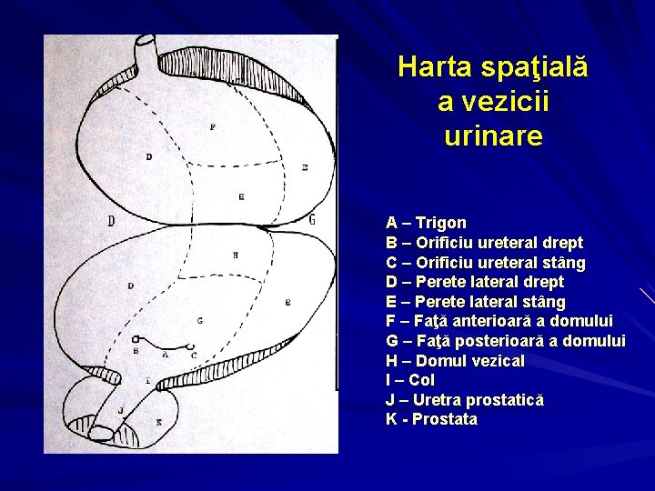 Harta spaţială a vezicii urinare A – Trigon B – Orificiu ureteral drept C