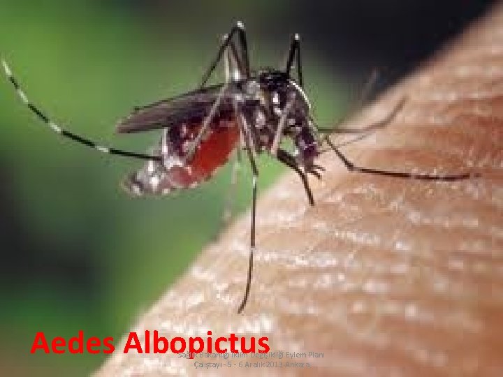 Aedes Albopictus Sağlık Bakanlığı İklim Değişikliği Eylem Planı Çalıştayı - 5 - 6 Aralık