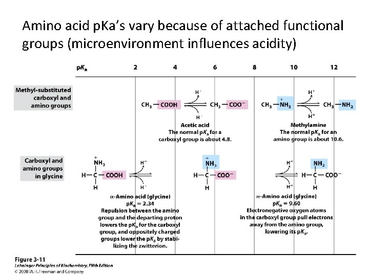 Amino acid p. Ka’s vary because of attached functional groups (microenvironment influences acidity) 