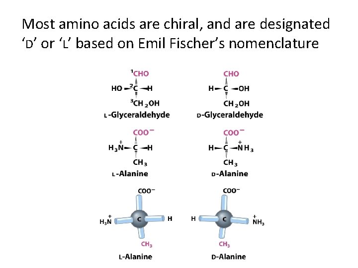 Most amino acids are chiral, and are designated ‘D’ or ‘L’ based on Emil