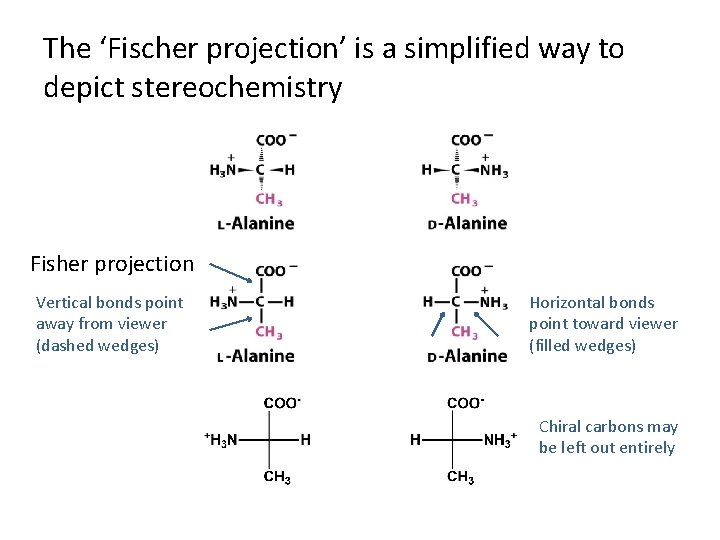 The ‘Fischer projection’ is a simplified way to depict stereochemistry Fisher projection Vertical bonds