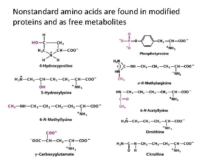 Nonstandard amino acids are found in modified proteins and as free metabolites 