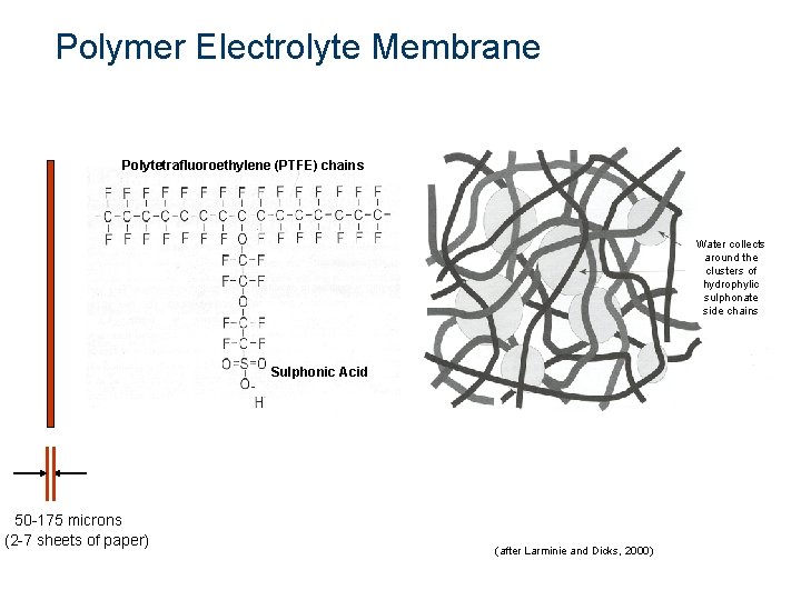 Polymer Electrolyte Membrane Polytetrafluoroethylene (PTFE) chains Water collects around the clusters of hydrophylic sulphonate