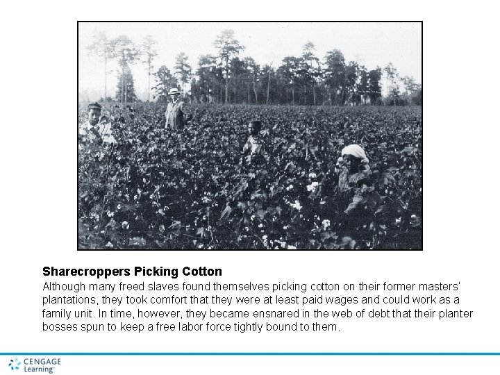 Sharecroppers Picking Cotton Although many freed slaves found themselves picking cotton on their former Sharecroppers Picking Cotton Although many freed slaves found themselves picking cotton on their former