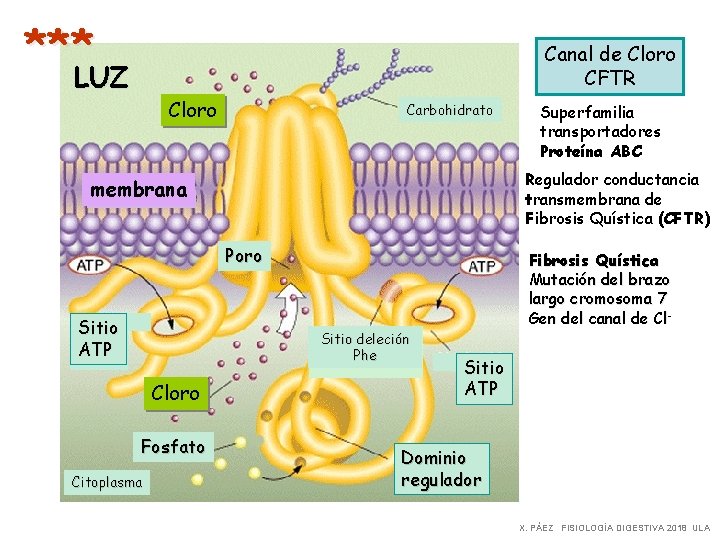 *** Canal de Cloro CFTR LUZ Cloro Carbohidrato Regulador conductancia transmembrana de Fibrosis Quística