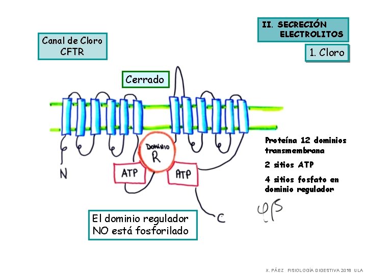 II. SECRECIÓN ELECTROLITOS Canal de Cloro CFTR 1. Cloro Cerrado Proteína 12 dominios transmembrana