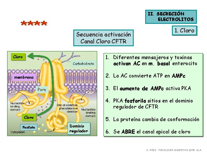 **** II. SECRECIÓN ELECTROLITOS Secuencia activación Canal Cloro CFTR Cloro Carbohidrato 1. Cloro 1.