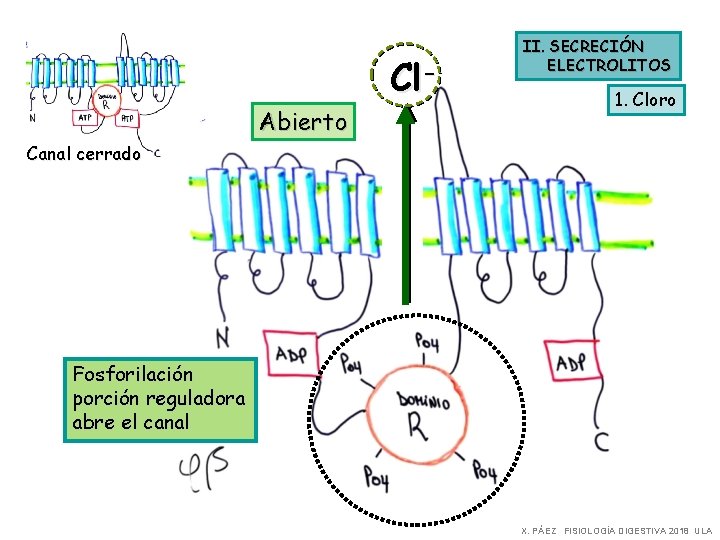 Cl. Abierto II. SECRECIÓN ELECTROLITOS 1. Cloro Canal cerrado Fosforilación porción reguladora abre el