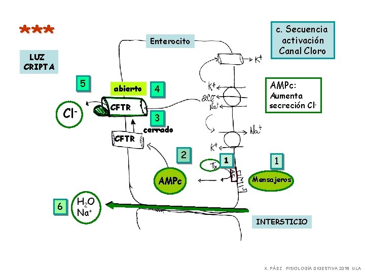 *** c. Secuencia activación Canal Cloro Enterocito LUZ CRIPTA 5 Cl- abierto CFTR AMPc: