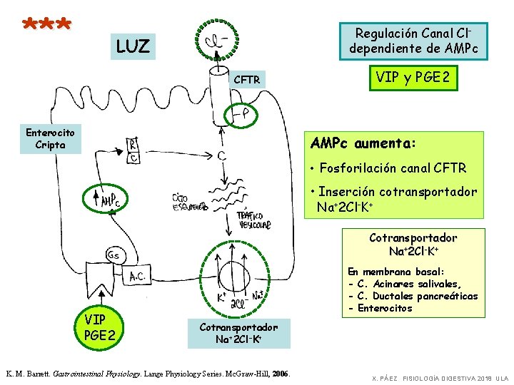 *** Regulación Canal Cldependiente de AMPc LUZ CFTR Enterocito Cripta VIP y PGE 2
