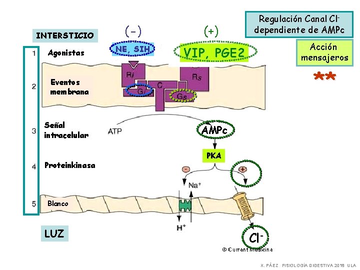 INTERSTICIO (-) Agonistas NE, SIH (+) Regulación Canal Cldependiente de AMPc Acción mensajeros VIP,