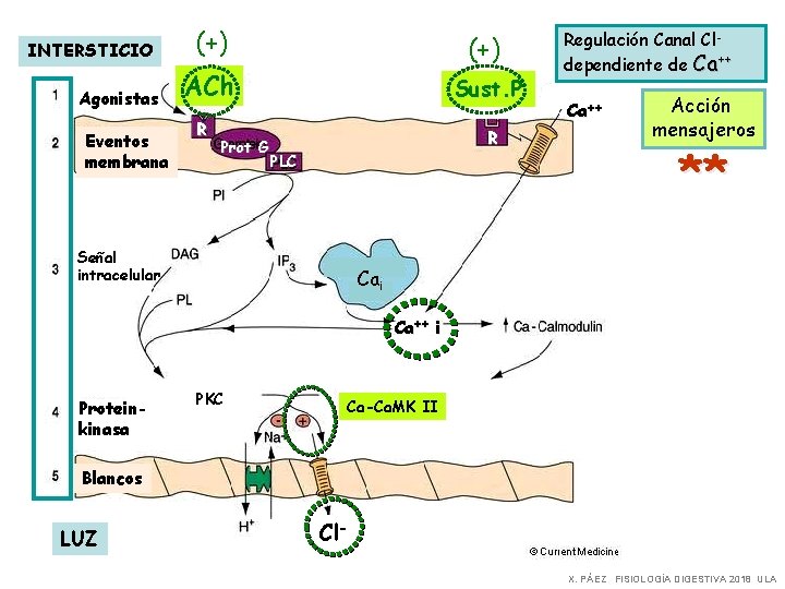 INTERSTICIO Agonistas Eventos membrana (+) ACh Sust. P R Prot G R PLC Señal
